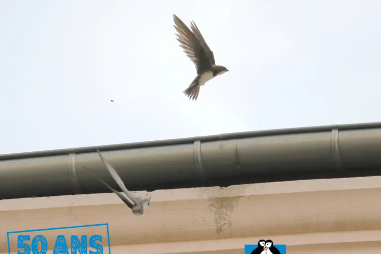Sorties à Roche-la-Molière, week-end des 3, 4 et 5 juillet 2026