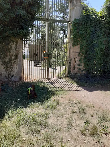 Forêt des chiens à Roche-la-Molière