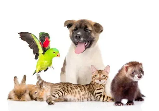 L'Harmonie Animaux à Roche-la-Molière