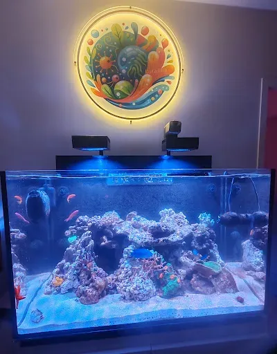 Reef and Fish à Roche-la-Molière