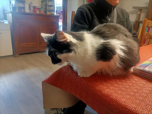 Refuge Entre Chats à Roche-la-Molière